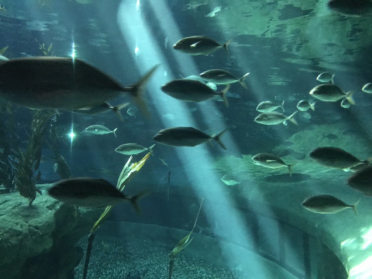 Я не уверена, кто это. Возможно, недоросшие Giant Groupers